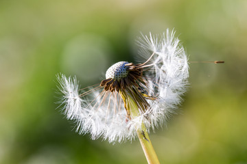 close up of Dandelion on background green grass