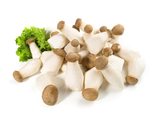 Kleine Kräutersaitlinge