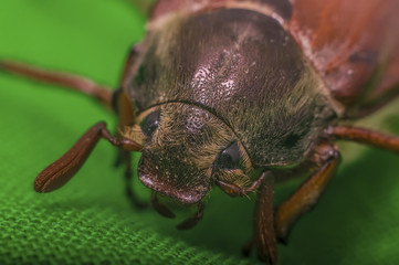 cockchafer