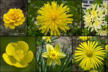 Collage of yellow flowers mix