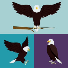 USA design
