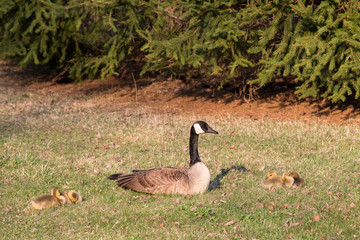 Mother Goose with Yellow Goslings