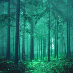Magical green colored foggy fairytale forest