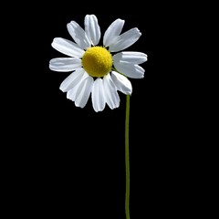 Fiore margherita/ cammomilla bianco