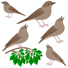 Nightingale