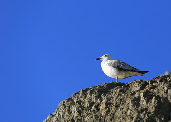 Seagull on stone