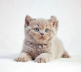 portrait of british short hair kitten