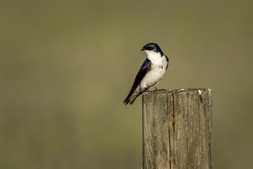 Swallow on fence post.