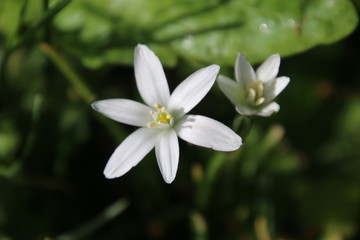 Fototapeta na wymiar Little white flower