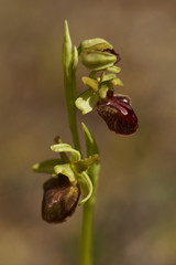 Große Spinnenragwurz , Ophrys sphegodes