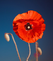 Fototapeta premium red poppy flower at summer meadow