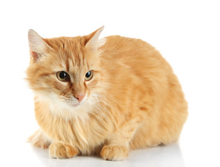 Red cat isolated on white background