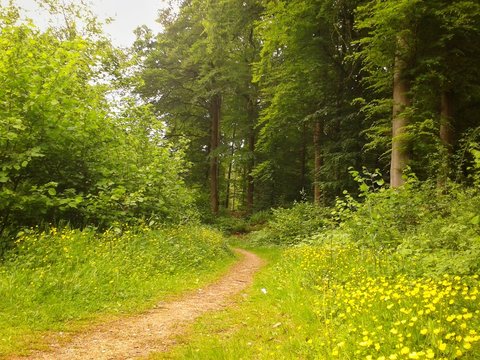 Wanderweg in einem Wald