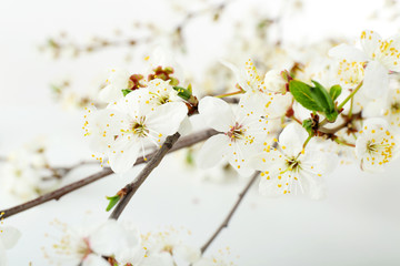 Flowering branch isolated on white