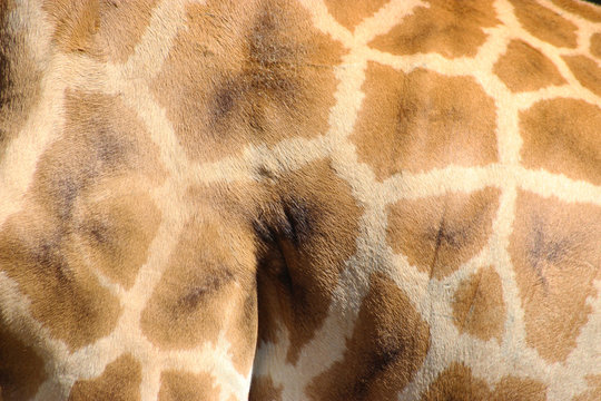Giraffe Fur