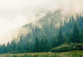Fotobehang Mist die de bergbossen bedekt. © vovik_mar