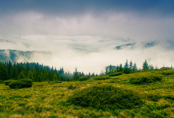 Fog covering the mountain forests.