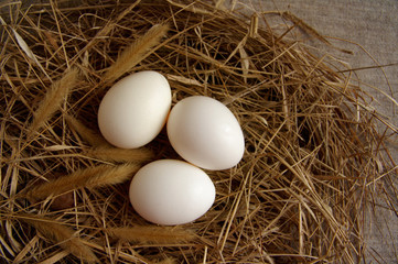 White eggs in a nest from a dry grass