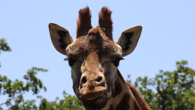 Giraffe head