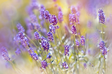 Fototapeta premium Beautiful lavender flowers from Vrsac, Vojvodina (Serbia)