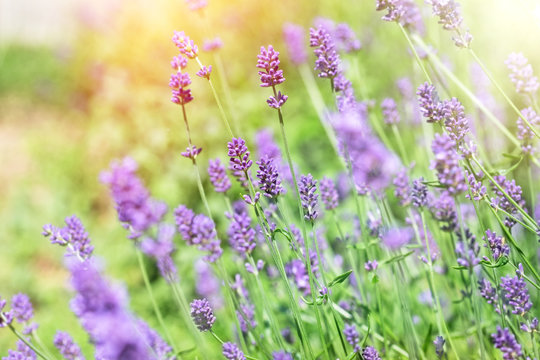 Fototapeta Lavander flowers in my garden (Vrsac, Vojvodina, Serbia)