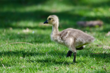 Adorable Little Gosling Looking for Food in the Grass