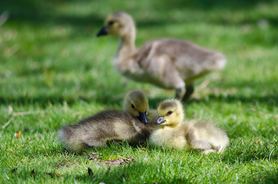 Two Adorable Little Goslings Resting in the Green Grass