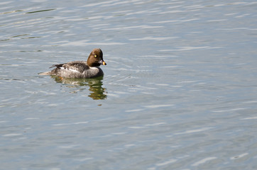 Female Common Goldeneye Swimming in the Lake
