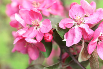 Fototapeta na wymiar Branch of flowering tree, closeup