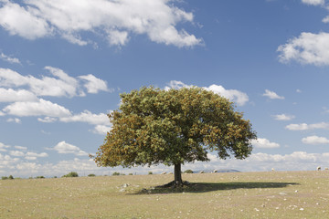 Dehesa extremeña. Cáceres. © Ana Tramont