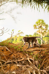 Macaque Monkey