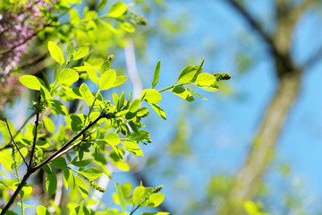 Green leaves on stem on blurred background