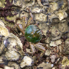 Green Crab
