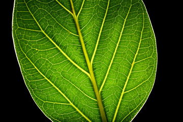 Tree green leaf close up