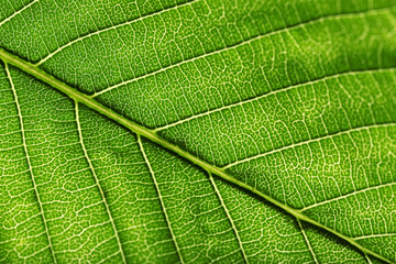 Tree green leaf close up
