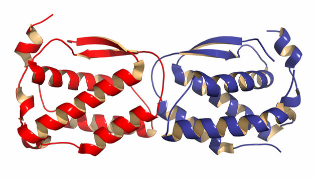 Colony Stimulating Factor 1 (CSF-1, M-CSF). 