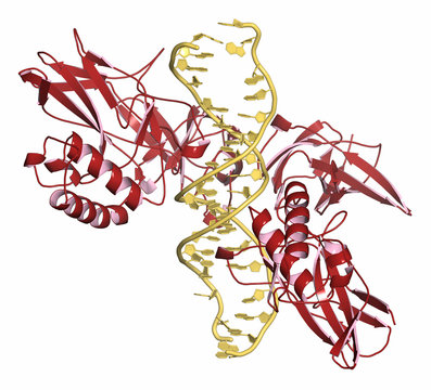 NF-kB protein