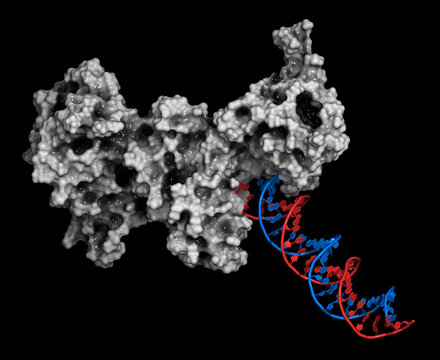 Poly (ADP-ribose) Polymerase 1 (PARP-1) DNA Damage Detection