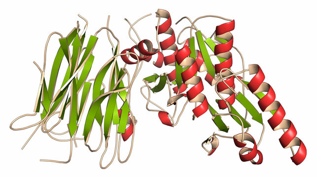 Proprotein convertase subtilisin kexin type 9 (PCSK9) protein. 