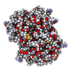 Platelet factor 4 (PF-4) chemokine protein.