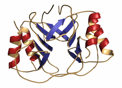 Platelet factor 4 (PF-4) chemokine protein.