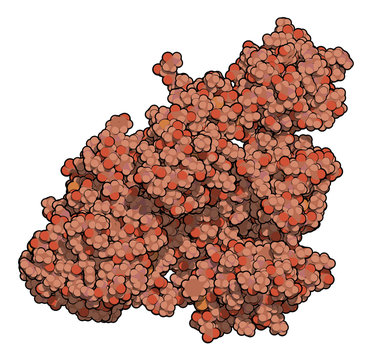 Plasminogen plasmin precursor protein. 