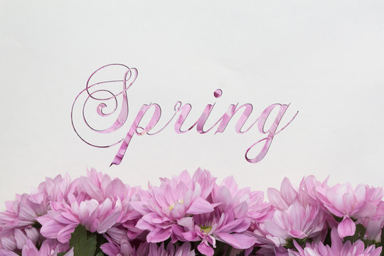 Spring Flowers on white background 