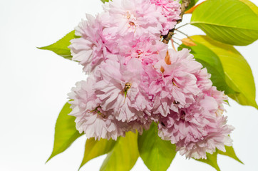 fiore