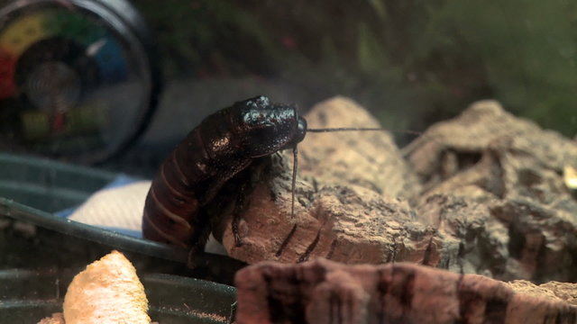 Madagascan hissing cockroach basking in warm light.