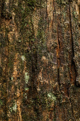 Pine Trunk / Texture of a pine trunk