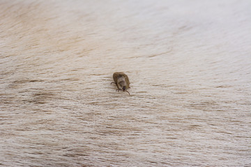 Adult tick standing on  dog fur.