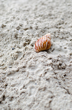 Snail crawl on beach sand
