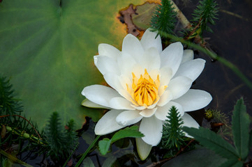 beautiful water lily in lake