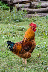 Rooster. Free Range Cock and Hens